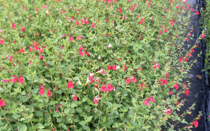 sage microphylla lèvres chaudes